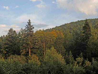  La meseta de Pester es conocida por su diversidad de especies y se considera uno de los ecosistemas forestales de mayor calidad de los Balcanes y Europa. Reserva Natural Paljevine área protegida ubicada en la meseta de Pester, en Serbia 