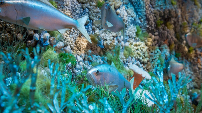Marine Life in the Putnam Family Gallery. Courtesy of Harvard Museum of Natural History