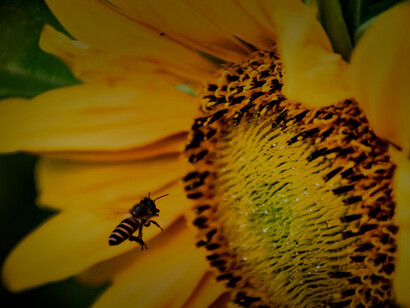 Ape vola su di un girasole