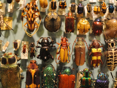 Arthropods. Courtesy of Harvard Museum of Natural History