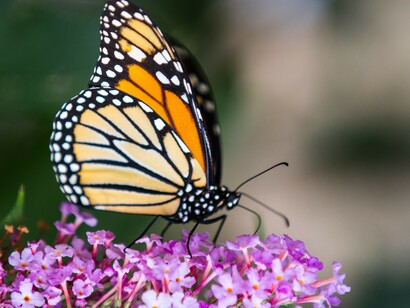 Monarch Butterfly
