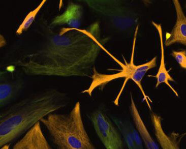 World of Life. Courtesy of California Science Center