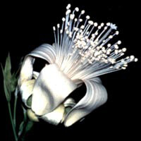 La principale proprietà di Boab è di cancellare gli schemi negativi degli antenati