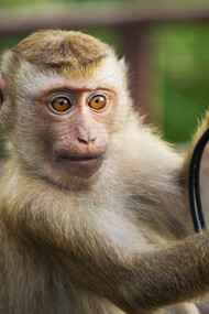 La pensée consciente chez l’animal supérieur lui  permet de s’installer dans son milieu et de réagir à ce qui est significatif