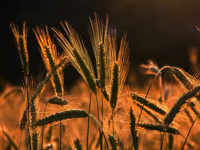 Spighe di grano. Agricoltura europea sotto pressione: Dal Green Deal alle proteste delle strade