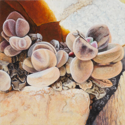 Isabella Kirkland, Water seekers (Crassula sericea) (detail), 2026. Courtesy of Hosfelt Gallery