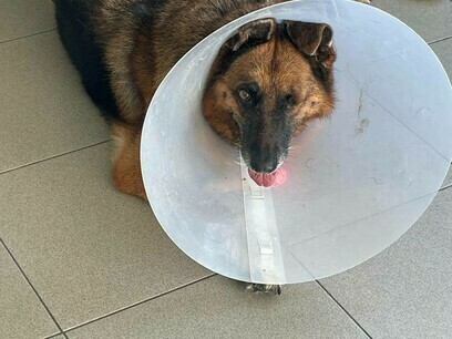 Moly in a cone but still loving life as her tongue is lolling out