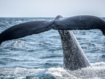 A black whale swimming in the water during the day
