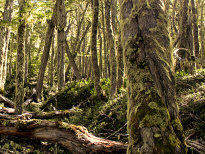 Bosque patagónico de árboles nativos cubiertos de musgo y vegetación, en la Reserva Nacional Coyhaique, Chile