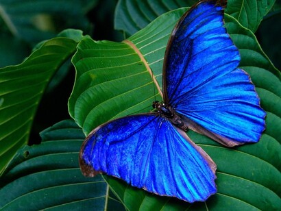 Blue butterfly