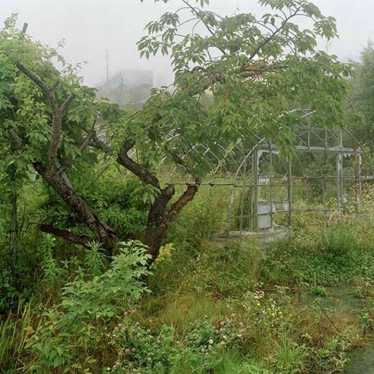Garbasz, Overgrown garden and greenhouse, TEPCO single worker accommodation in the background, Ono, Fukushima Nuclear Exclusion Zone, 2014