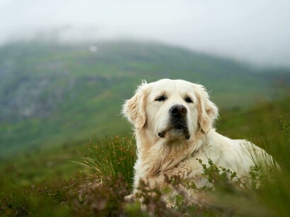 Los perros, con su amor incondicional y mirada pura, son descritos como un pedazo de cielo en la tierra