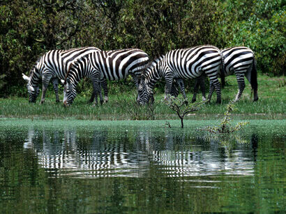 Zebre, Kenya, Africa. Si lanciano in un galoppo frenetico e l’acqua si fa schiumante, schizzi giganteschi di fango si sollevano