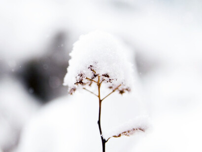 No inverno, plantas paralisam o seu crescimento e entram em dormência enquanto alguns animais hibernam