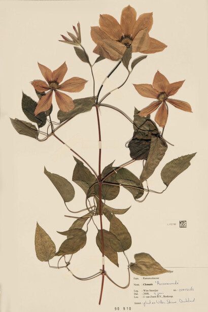Bamboo, Bambusa Schreb., Naturalis Biodiversity Center