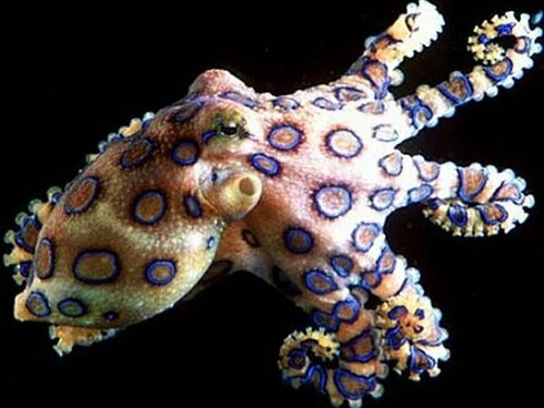 All animals, even the less evolved ones and with a very primitive central nervous system, can experience states of consciousness