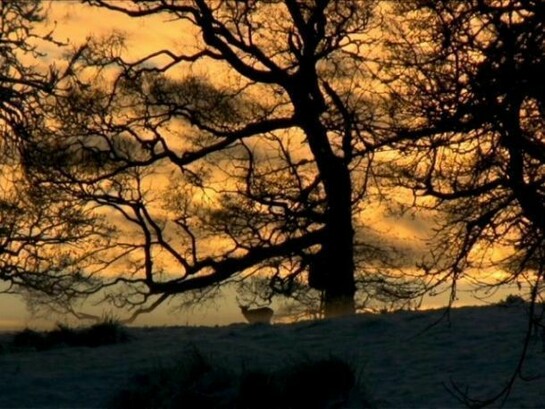 Miriam de Búrca My Home is His Castle, 2011, film (with sound) (16:9 format) Edition of 3
Courtesy the artist and the Alan Cristea Gallery