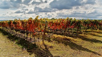 Il Verdicchio DOP è uno dei vini bianchi italiani più longevi e riconoscibili, simbolo delle Marche. Nella foto i vitigni di Verdicchio che crescono nelle Marche, Italia