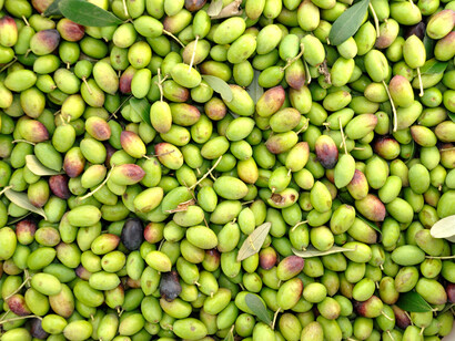 La materia prima, la aceituna