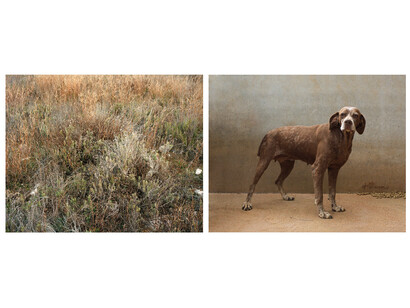 Martin Usborne, Field Double, 2015, Tirage pigmentaire sur papier mat, diptyque 2x (50 x 63) cm, Edition de 6 + 2 EA, numéroté et signé au dos