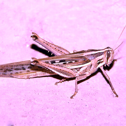 Langosta suramericana, «Schistocerca cancellata»