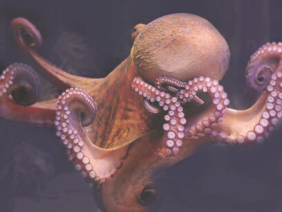 Average interest rates in commerce, for purchases in installments, was 60.10% in March 2013 and 72.73% in January 2021