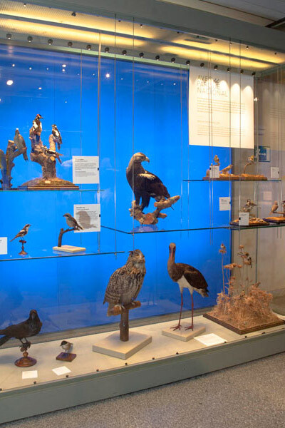 Fauna del Parque Nacional de la Sierra de Guadarrama. Courtesy of Museo Nacional de Ciencias Naturales