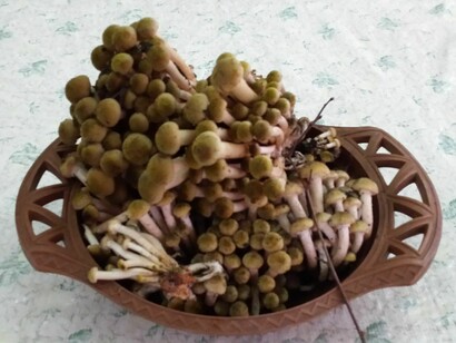 Funghi chiodini