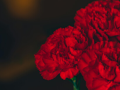 Petals open and close, stems bend toward the sun, and blooms wilt if conditions are off. That physical responsiveness makes flowers a natural metaphor for emotional sensibility