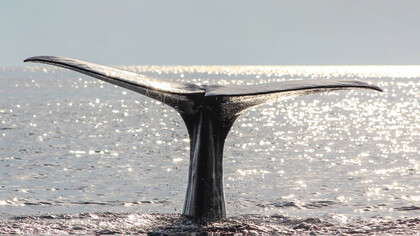 Il Santuario Internazionale dei Mammiferi Marini Pelagos, dove sono finite le ecoballe caricate sulla nave Ivy