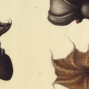 Molluscs. Courtesy of Museum für Naturkunde