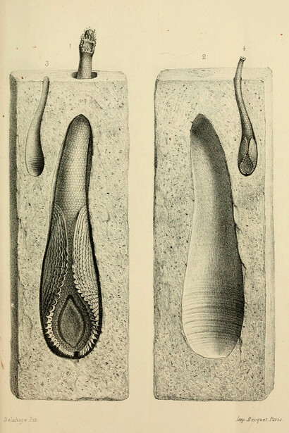Frédéric Cailliaud, Catálogo de radiales, anélidos, cirrípedos y moluscos