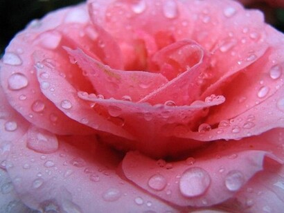 Agua de rosas