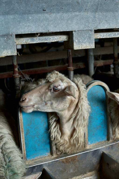 In Sardegna: 1974, 2011