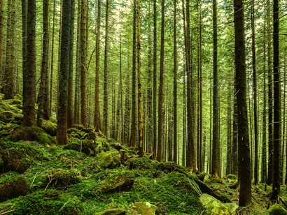 Healthy ecosystems clean our water, purify the air, maintain our soil, regulate the climate and provide us with food