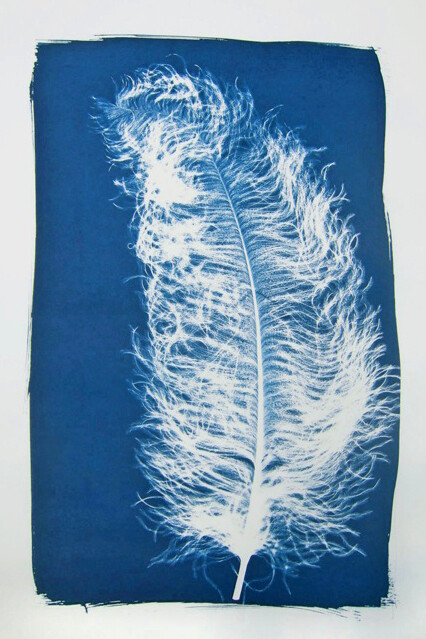 Elisabeth Scheder-Bieschin, Feder, cyanotype photogram, 2015, courtesy of the artist 