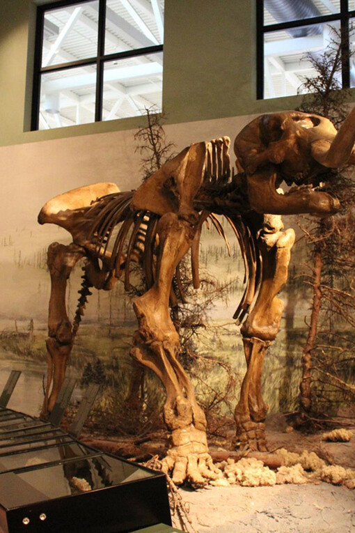 Our Changing Earth. Courtesy of New Brunswick Museum