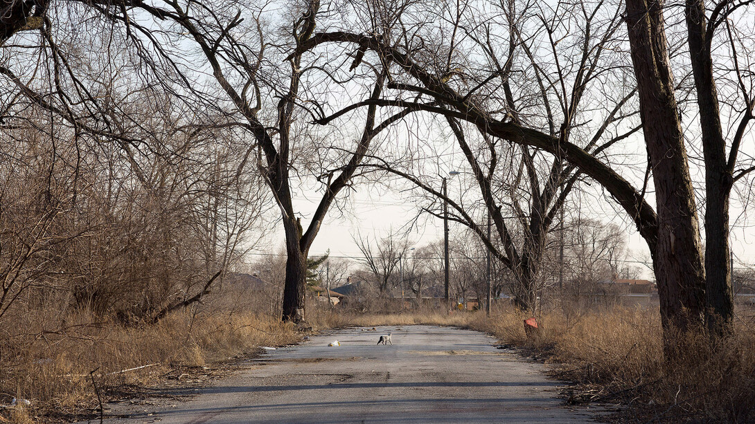 Paul Seawright, Untitled (Cat), 2015, Pigment print – framed and unmounted, 81.2 x 109 cm, 32 x 42.9 in, image courtesy of the artist and Kerlin Gallery, Dublin