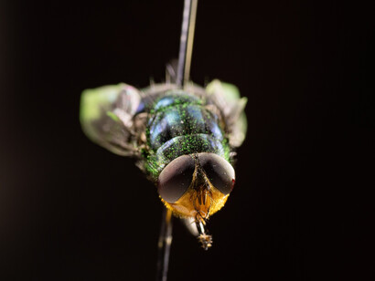 The screwworm refers to the larval stage of a fly, most notably Cochliomyia hominivorax. The adult fly lays eggs in open wounds or even small cuts
