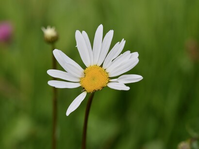 Non sembra così facile dar ragione agli altri