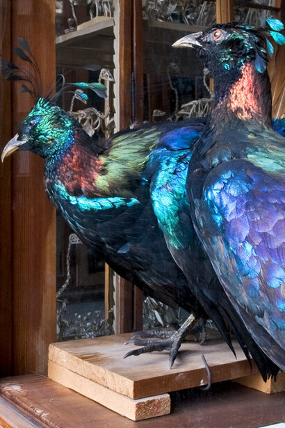 Vögel. Courtesy of Museum für Naturkunde