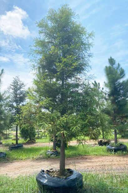 The live oak tree in a nursery in Florida