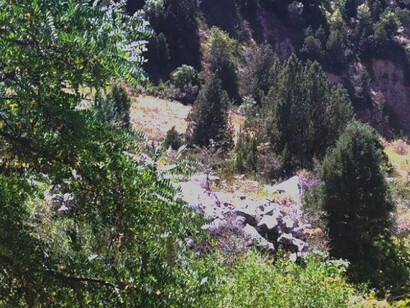 Kitab Nature Reserve close up, Shakhrisabz, Afghanistan