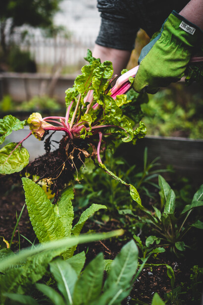 Jardinero sembrando plantas