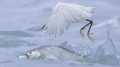 Qingrong Yang, Synchronised fishing (Pesca sincronizzata) (dettagli), vincitore categoria “Comportamento: Uccelli”. Per gentile concessione del Museo della Permanente