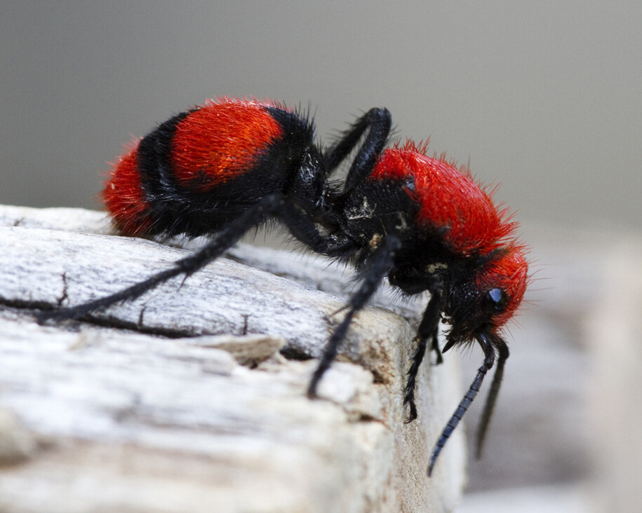 Insect Zoo. Courtesy of The Natural History Museum 
