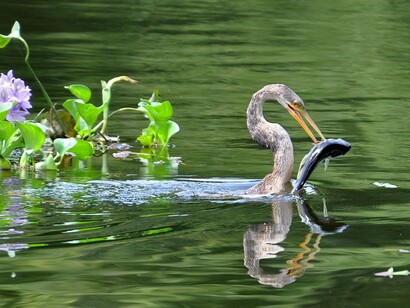 Anhinga anhinga