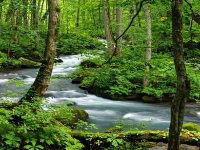 Some of the purest water in Japan is found in the forest in Tanigawadake Mountains