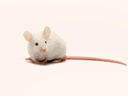 Ratón de laboratorio
