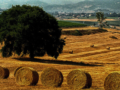 Campi di grano nel Sannio, ph Salvatore Purificato